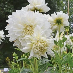 Dahlia 'White Perfection' 5 Dahlia 'White Perfection' -Tree Bower Sales x600 22188