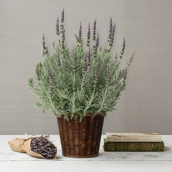 Lavender 'Goodwin Creek Grey' In 7" Woven Basket 1 Lavender 'Goodwin Creek Grey' In 7" Woven Basket