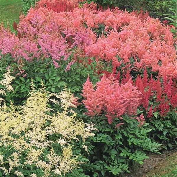 Cornerstone Astilbe Collection 2 Cornerstone Astilbe Collection - Image 2