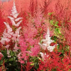 Cornerstone Astilbe Collection 7 Cornerstone Astilbe Collection -Tree Bower Sales x600 22205