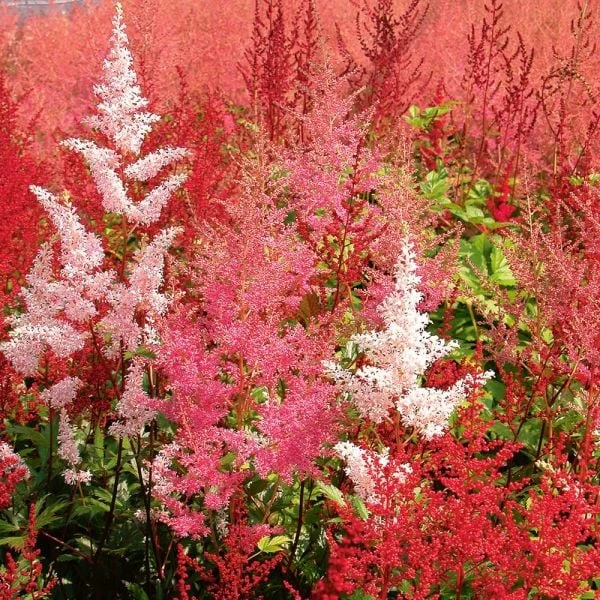 Cornerstone Astilbe Collection 3 Cornerstone Astilbe Collection - Image 3