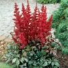 Astilbe X Arendsii 'Fanal'