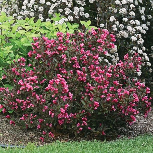 Weigela Florida Wine & Roses® 1 Weigela Florida Wine & Roses®