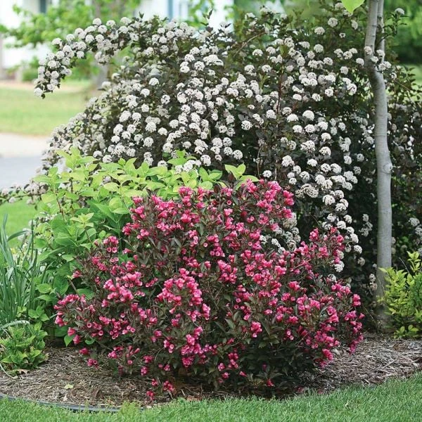 Weigela Florida Wine & Roses® 2 Weigela Florida Wine & Roses® - Image 2