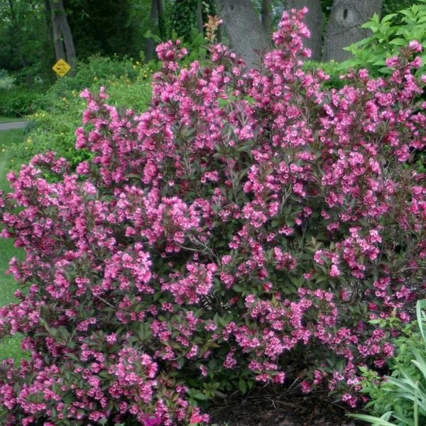 Weigela Florida Wine & Roses® 3 Weigela Florida Wine & Roses® - Image 3