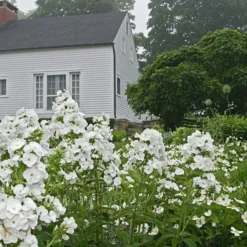 Phlox Paniculata 'David' -Tree Bower Sales x600 22213