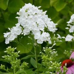 Phlox Paniculata 'David' -Tree Bower Sales x600 22214