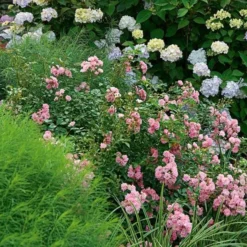 Rose 'The Fairy' -Tree Bower Sales x600 22305