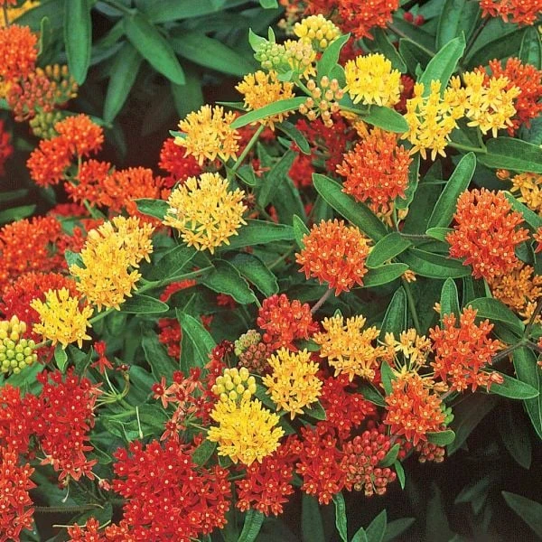 Asclepias Tuberosa Gay Butterflies Mix 1 Asclepias Tuberosa Gay Butterflies Mix