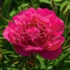 Peony 'Kansas'