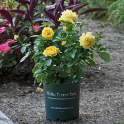 Rose Julia Child™ -Tree Bower Sales x600 22343