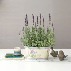 Lavender 'Goodwin Creek Grey' In Decorative Metal Cachepot -Tree Bower Sales x600 22357