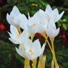 Crocus Speciosus 'Albus'