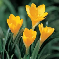 Sternbergia Lutea -Tree Bower Sales x600 22436