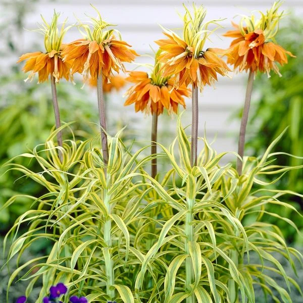 Fritillaria Imperialis 'Aureomarginata' 1 Fritillaria Imperialis 'Aureomarginata'