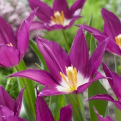 Tulip 'Purple Dream' -Tree Bower Sales x600 22454