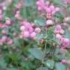 Symphoricarpos Proud Berry®