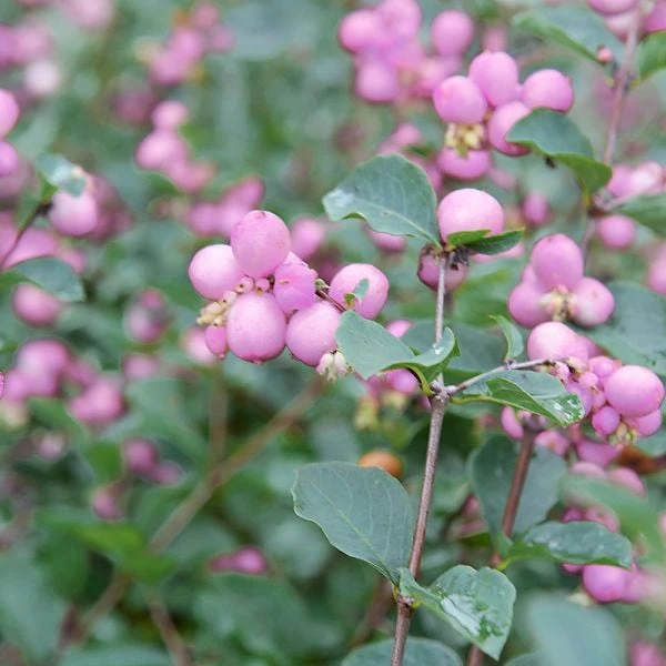 Symphoricarpos Proud Berry® 1 Symphoricarpos Proud Berry®