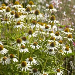 Echinacea Purpurea 'White Swan' 7 Echinacea Purpurea 'White Swan' -Tree Bower Sales x600 22645