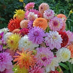 Summertime Splendor Dahlia Collection -Tree Bower Sales x600 22740