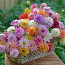 Summertime Splendor Dahlia Collection -Tree Bower Sales x600 22741