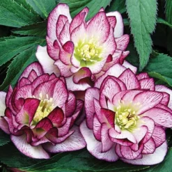 Helleborus Wedding Party® Mix -Tree Bower Sales x600 22747