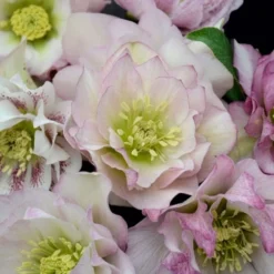 Helleborus Wedding Party® Mix -Tree Bower Sales x600 22748