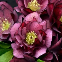 Helleborus Wedding Party® Mix -Tree Bower Sales x600 22749