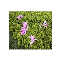 Colchicum 'Waterlily'