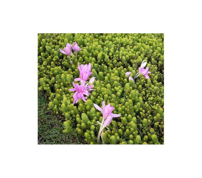 Colchicum 'Waterlily' 1 Colchicum 'Waterlily'