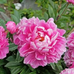 Peony 'Doctor Alexander Fleming' -Tree Bower Sales x600 22801