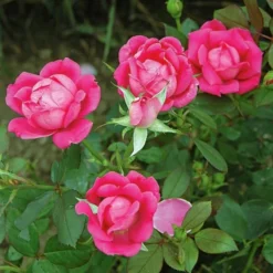 Rose Pink Double Knock Out® -Tree Bower Sales x600 22834
