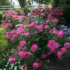 Rose Pink Double Knock Out® -Tree Bower Sales x600 22836