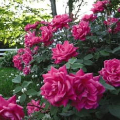 Rose Pink Double Knock Out® -Tree Bower Sales x600 22837