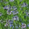 Amsonia 'Blue Ice'