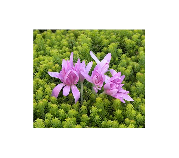 Colchicum 'Waterlily' 2 Colchicum 'Waterlily' - Image 2