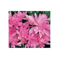 Colchicum 'Waterlily' 6 Colchicum 'Waterlily' -Tree Bower Sales x600 230