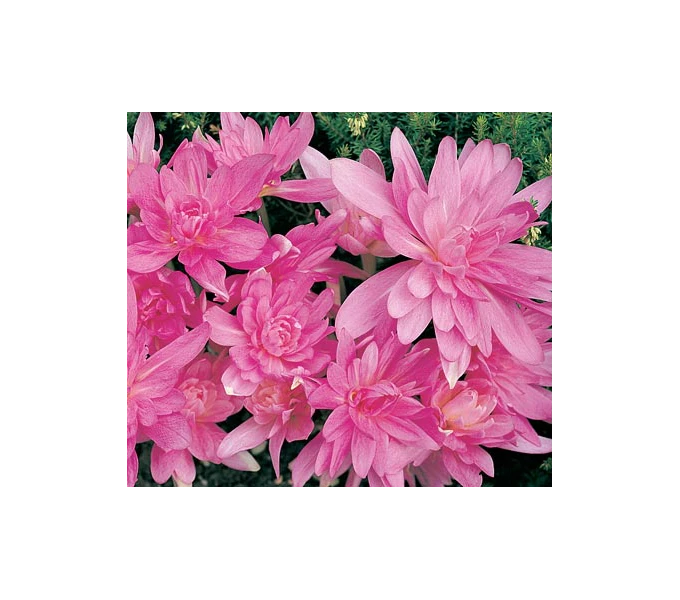 Colchicum 'Waterlily' 3 Colchicum 'Waterlily' - Image 3