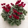Cyclamen Silverleaf Deep Magenta, 4 Pots In Metal Bowl