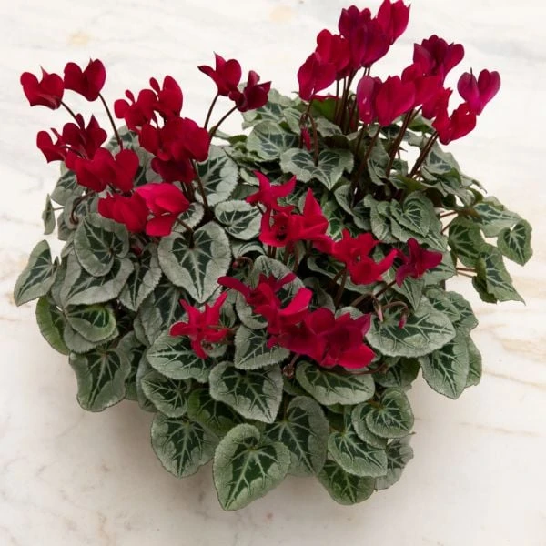 Cyclamen Silverleaf Deep Magenta, 4 Pots In Metal Bowl 1 Cyclamen Silverleaf Deep Magenta, 4 Pots In Metal Bowl