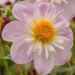 Dahlia 'Teesbrooke Audrey' -Tree Bower Sales x600 23574