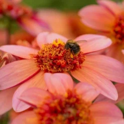 Dahlia 'Totally Tangerine' -Tree Bower Sales x600 23577