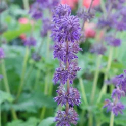Salvia Verticillata 'Purple Rain' -Tree Bower Sales x600 23657