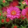 Symphyotrichum Novae-angliae 'Alma Potschke'