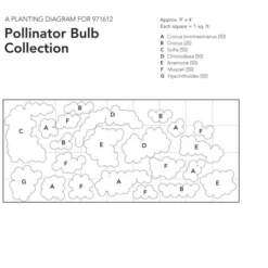Pollinator Bulb Collection -Tree Bower Sales x600 23961