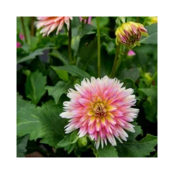 Dahlia 'XXL Sunset' -Tree Bower Sales x600 23979