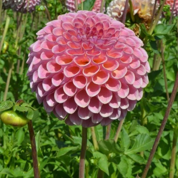 Dahlia 'Jowey Winnie' 3 Dahlia 'Jowey Winnie' - Image 3