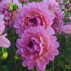 Dahlia 'Tropical' -Tree Bower Sales x600 24098