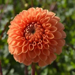 Dahlia 'Sylvia' -Tree Bower Sales x600 24108