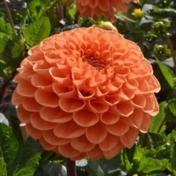 Dahlia 'Sylvia' -Tree Bower Sales x600 24109